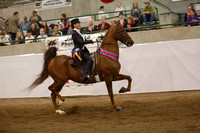 129.  Saddle Seat Equitation Championship