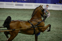 151.  Hackney Pony Stake