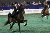 67-Adult Five Gaited Show Pleasure-Division 1