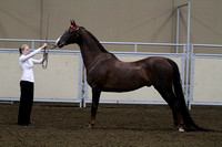 70-ASB In Hand-Country Type-Geldings