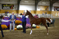 081.  MN Futurity-Amateur Weanling Championship