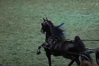 079.  Junior Harness Pony