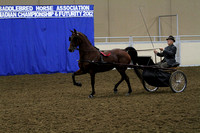 89-Morgan Classic Pleasure Driving-Junior:Novice Horse