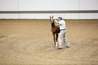 44.  ASB IN Amateur Weanling Futurity