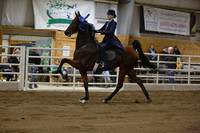 72.  ASB Open Five-Gaited