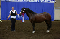 75-Welsh In Hand C:D Filly or Mare & Champion