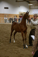 17.  Limited Breeder's Weanling Stake