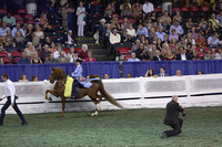 172.  Three-Gaited Pony Championship