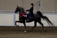 131-WC ASB 5 Gaited Open Championship