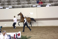 64.  ASB Indiana Futurity- Amateur-Weanling