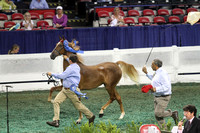 85-Yearling Breeders Open