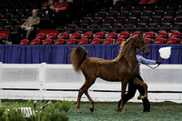 160-ASR Amateur Futurity of KY Yearlings