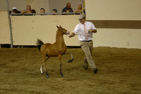 134.  HHF Weanling Filly