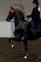 72-ASB Five Gaited-Open