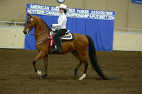 21-Morgan Western Pleasure Junior:Novice Horse