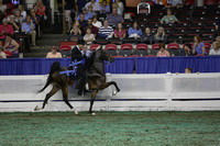 190.  Two-Year-Old Five-Gaited