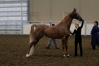 72-ASB In Hand-Show Type-Mares