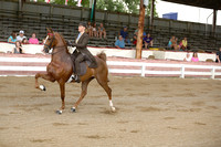17.  ASB Five-Gaited Pleasure Horse