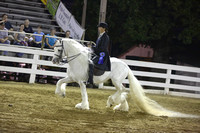 11.  Draft Horse-Pony Under Saddle