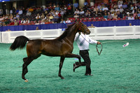 009.  ASR Yearling Futurity of KY