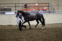 26-Andalusian Purebred Best of Movement