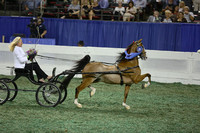 124. Amateur Ladies Harness Pony