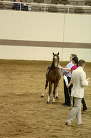 89.  HHF Yearling Stallions-photos