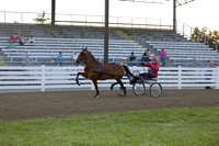 49.  Amateur Road Horse