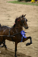 84.  Amateur Harness Pony Gentlemen