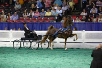007.  ASR Junior Fine Harness Sweepstakes