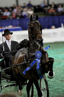 144-Fine Harness Stallion & Gelding Stake