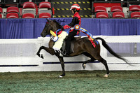 159-Juvenile Road Pony Under Saddle Championship