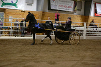 19.  AHHS Youth Medallion Pleasure Driving Pony