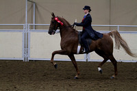 77-All Breed-Saddle Seat Equitation 14-17