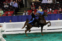 177-Two Year Old Three Gaited-Division 1