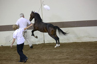 08.  AHHS NBF Yearling Stallion
