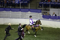 140.  AHHS Youth Med Road Pony Under Saddle National Championship