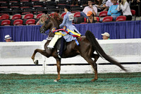 189-Juvenile Five Gaited 13 & Under Championship