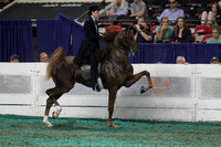 184-Two Year Old Three Gaited-Division 2