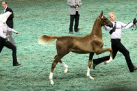 87-Weanling Breeders Open