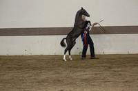 04.  AHHS NBF Weanling Stallion