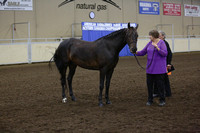 10-Morgan In Hand-Sport Horse