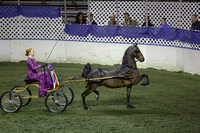 151.  Amateur Hackney Pony National Championship