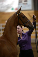 56.  MN Open Weanling Futurity Championship