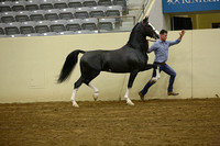 Stallion auction 30-39